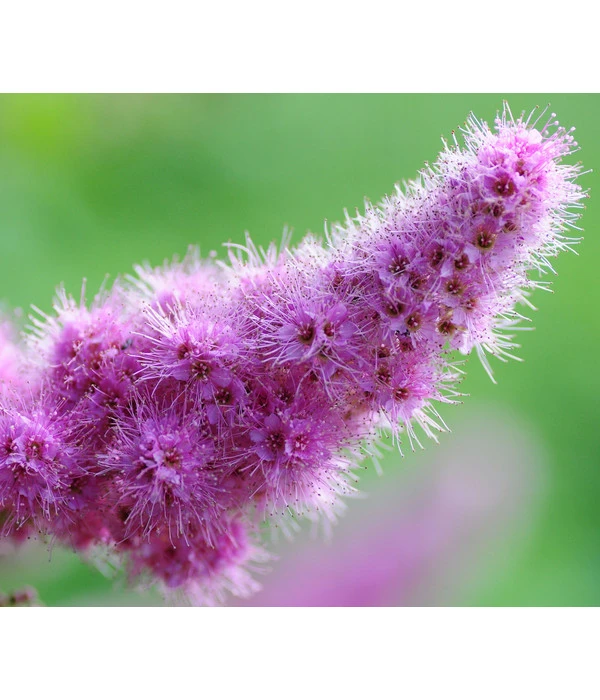 Kolbenspiere 'Triumphans' 1 Kolbenspiere 'Triumphans'