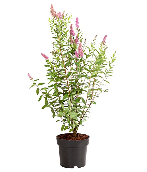 Kolbenspiere 'Triumphans' 2 Kolbenspiere 'Triumphans' – Bild 2