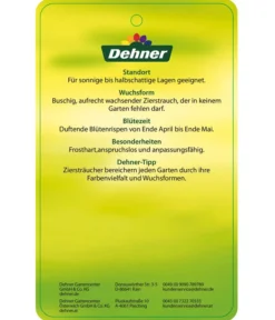 Flieder 'Charles Joly' -Pflanzen Promotion Geschäft 7492671 FliederCharlesJoy Etikett 2