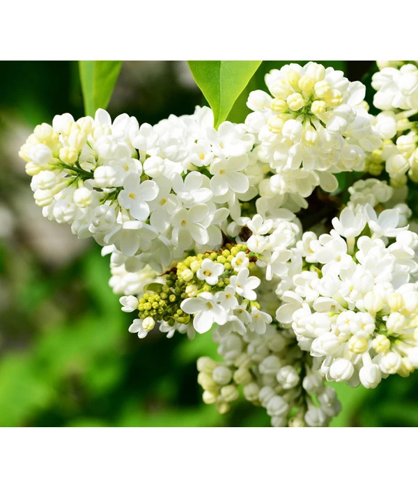 Flieder 'Mme. Lemoine' 1 Flieder 'Mme. Lemoine'