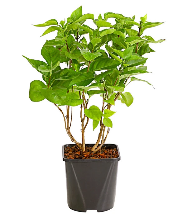 Flieder 'Mme. Lemoine' 2 Flieder 'Mme. Lemoine' – Bild 2