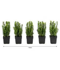 1 Meter Gewöhnlicher Buchs, 5 X Ca. 30 Cm