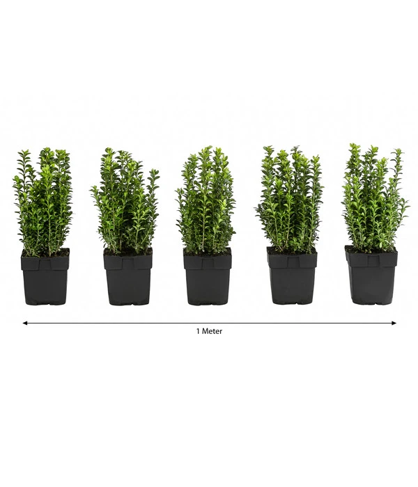 1 Meter Gewöhnlicher Buchs, 5 X Ca. 30 Cm 1 1 Meter Gewöhnlicher Buchs, 5 X Ca. 30 Cm