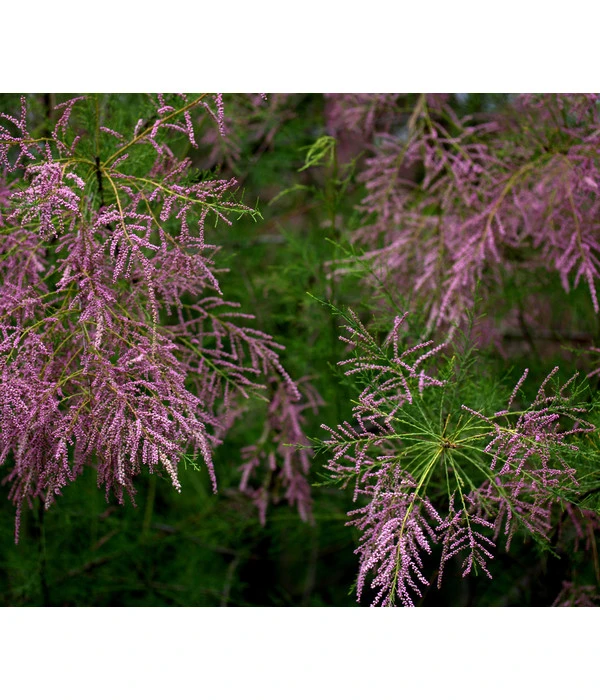Frühlings-Tamariske 1 Frühlings-Tamariske