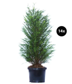 7 Meter Europäische Eibe, 14 X Ca. 125-150 Cm