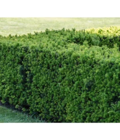 7 Meter Europäische Eibe, 14 X Ca. 125-150 Cm -Pflanzen Promotion Geschäft 7496714 PR MO 001 TaxusEibeBGALucknerMai2017