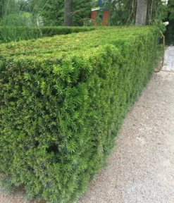 7 Meter Europäische Eibe, 14 X Ca. 125-150 Cm -Pflanzen Promotion Geschäft 7496714 WE MO 003 GemeineEibeTaxusBaccata2L