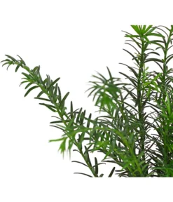 7 Meter Europäische Eibe, 14 X Ca. 125-150 Cm -Pflanzen Promotion Geschäft 7497100 PR DE 002 TaxusEibeBaccata9CDehnerExpressHerzig