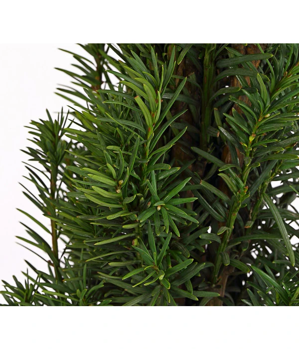 Säulen-Eibe 'Fastigiata' 2 Säulen-Eibe 'Fastigiata' – Bild 2