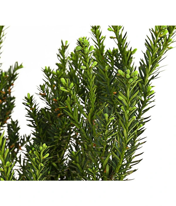 7 Meter Becher-Eibe 'Hillii', 14 X Ca. 90-100 Cm 2 7 Meter Becher-Eibe 'Hillii', 14 X Ca. 90-100 Cm – Bild 2