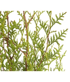 7 Meter Lebensbaum 'Brabant', 14 X Ca. 125-150 Cm 5 7 Meter Lebensbaum 'Brabant', 14 X Ca. 125-150 Cm -Pflanzen Promotion Geschäft 7511009 WE DE 001 LebensbaumThujaOccidentalisBrabant3L 1