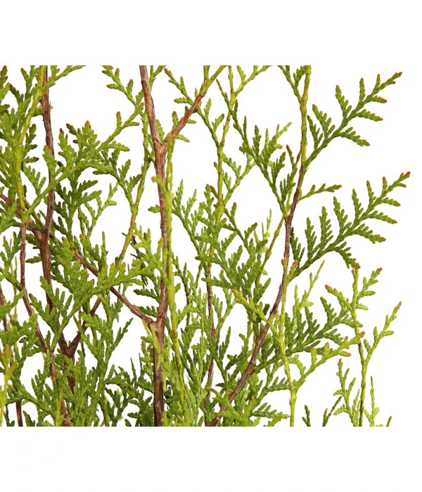 7 Meter Lebensbaum 'Brabant', 14 X Ca. 125-150 Cm 3 7 Meter Lebensbaum 'Brabant', 14 X Ca. 125-150 Cm – Bild 3