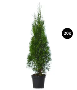 7 Meter Lebensbaum 'Smaragd', 20 X Ca. 100-125 Cm