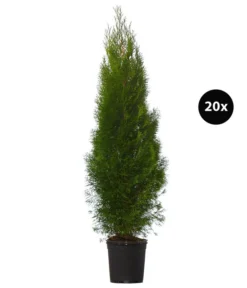 10 Meter Lebensbaum 'Smaragd', 20 X Ca. 125-150 Cm