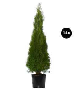 7 Meter Lebensbaum 'Smaragd', 14 X Ca. 125-150 Cm