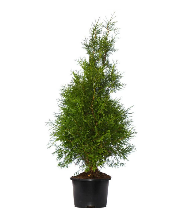 7 Meter Lebensbaum 'Brabant', 14 X Ca. 125-150 Cm 2 7 Meter Lebensbaum 'Brabant', 14 X Ca. 125-150 Cm – Bild 2