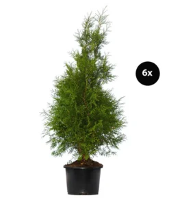 3 Meter Lebensbaum 'Brabant', 6 X Ca. 150-175 Cm
