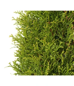 24 Meter Lebensbaum 'Smaragd', 80 X Ca. 60-80 Cm -Pflanzen Promotion Geschäft 7513757 PR DE 001 LebensbaumThujaOccidentalisSmaragd3LDehnerExpressHerzig