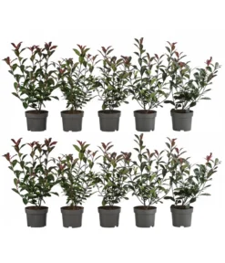 2-3 Meter Purpur-Glanzmispel 'Carre Rouge', 10 X Ca. 35 Cm