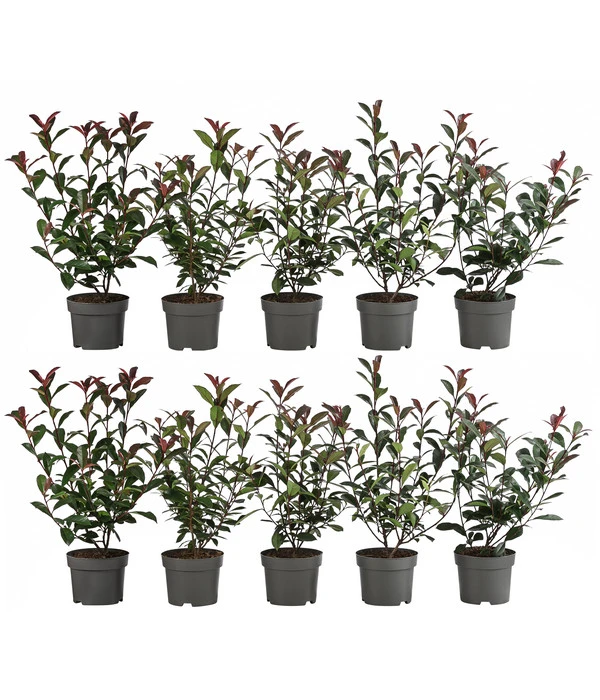 2-3 Meter Purpur-Glanzmispel 'Carre Rouge', 10 X Ca. 35 Cm 1 2-3 Meter Purpur-Glanzmispel 'Carre Rouge', 10 X Ca. 35 Cm