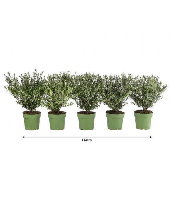 1 Meter Berg-Ilex 'Glory Gem', 5 X Ca. 35 Cm