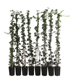 2 Meter Großblättriger Efeu 'Hibernica', 8 X Ca. 150 Cm