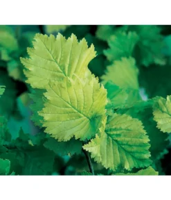 Gold-Ulme 'Wredei' -Pflanzen Promotion Geschäft 7527187 BildD 001 GoldUlmeWredeiUlmusCarpWredei