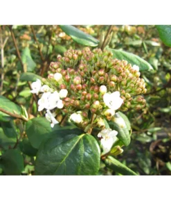 Wintergrüner Schneeball 'Burkwoodii'