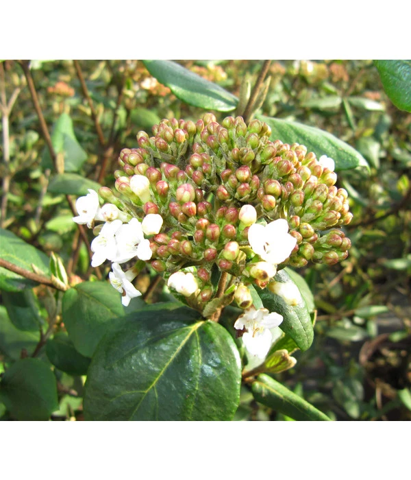 Wintergrüner Schneeball 'Burkwoodii' 1 Wintergrüner Schneeball 'Burkwoodii'