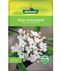 Wintergrüner Schneeball 'Burkwoodii' 6 Wintergrüner Schneeball 'Burkwoodii' -Pflanzen Promotion Geschäft 7533391 OsterSchneeball Etikett 1