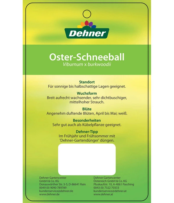 Wintergrüner Schneeball 'Burkwoodii' 4 Wintergrüner Schneeball 'Burkwoodii' – Bild 4