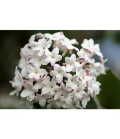 Mittelmeer-Schneeball, Stämmchen