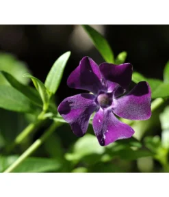 Immergrün 'Atropurpurea'