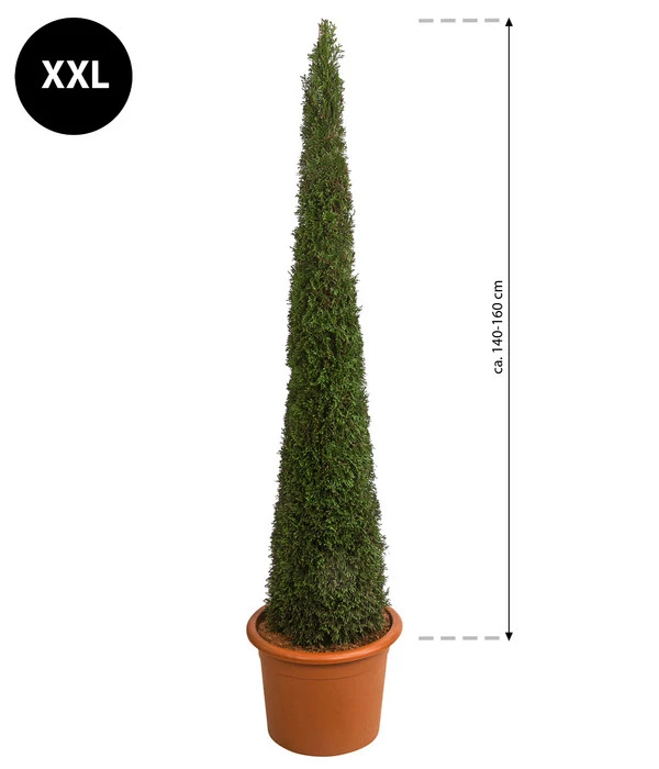 XXL Lebensbaum 'Smaragd' Torwächter 2 XXL Lebensbaum 'Smaragd' Torwächter – Bild 2