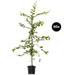 15 Meter Hainbuche, 60 X Ca. 150-175 Cm