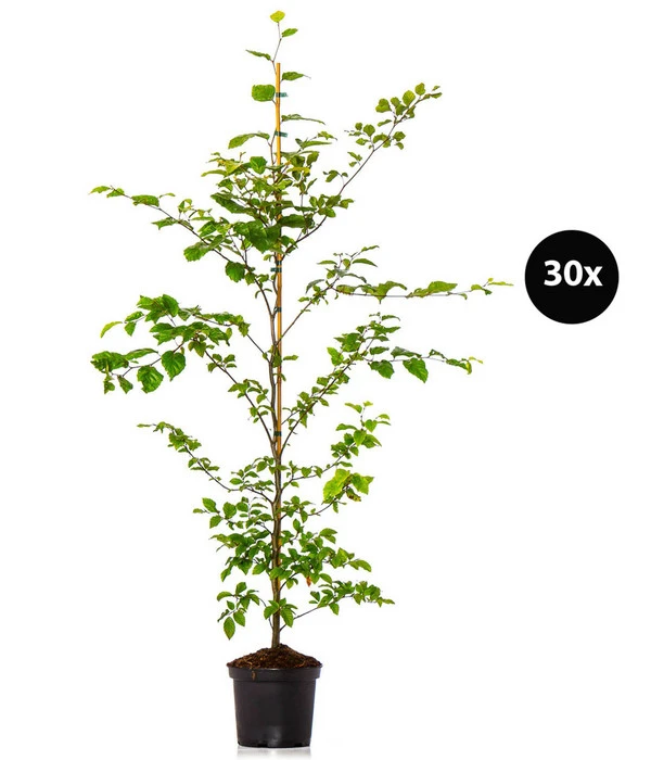 7,5 Meter Rotbuche, 30 X Ca. 125-150 Cm 1 7,5 Meter Rotbuche, 30 X Ca. 125-150 Cm