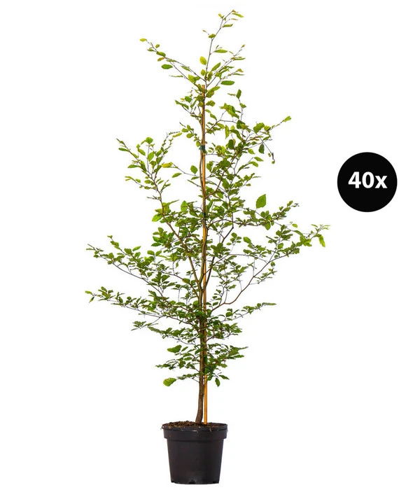 13 Meter Rotbuche, 40 X Ca. 150-175 Cm 1 13 Meter Rotbuche, 40 X Ca. 150-175 Cm