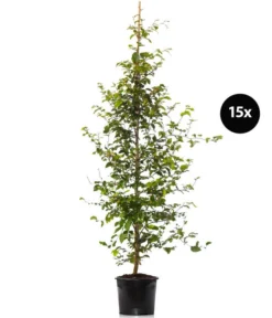 7,5 Meter Rotbuche, 15 X Ca. 175-200 Cm