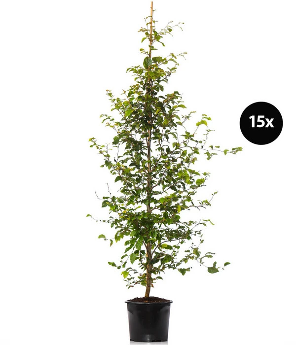 7,5 Meter Rotbuche, 15 X Ca. 175-200 Cm 1 7,5 Meter Rotbuche, 15 X Ca. 175-200 Cm