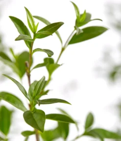 25 Meter Gemeiner Liguster, 100 X Ca. 60-100 Cm -Pflanzen Promotion Geschäft 7548373 7548373 7548399 7548407 7548415 7548423 WE DE 001 GemeinerLiguster