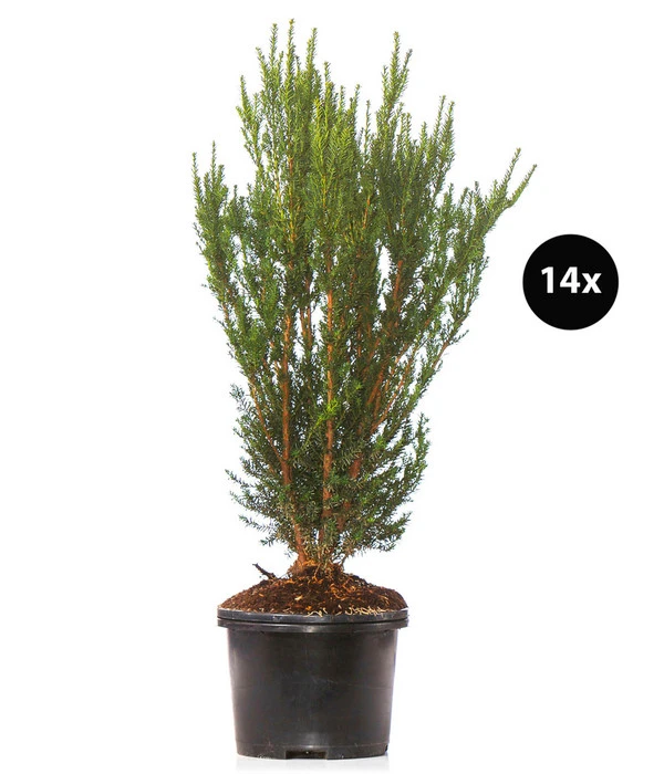 7 Meter Becher-Eibe 'Hillii', 14 X Ca. 90-100 Cm 1 7 Meter Becher-Eibe 'Hillii', 14 X Ca. 90-100 Cm