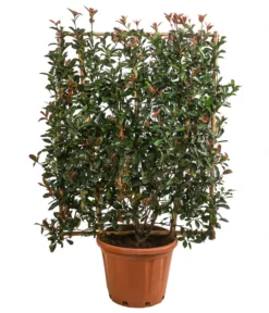 Purpur-Glanzmispel 'Robusta Compacta', Ca. 150-160 Cm