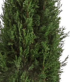 XXL Säulen-Zypresse, Ca. 200-220 Cm -Pflanzen Promotion Geschäft 7550734 WE DE 001 SaeulenZypresseXXL