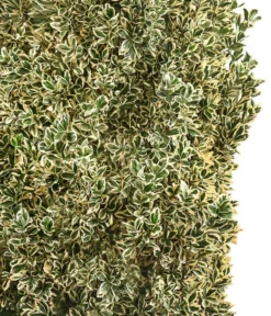 Japanischer Spindelstrauch 'Bravo', Ca. 100-125 Cm -Pflanzen Promotion Geschäft 7551401 WE DE 001 JapanischerSpindelstrauchBravoXXL