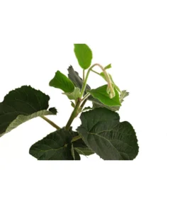 Kiwi 'Solo' 5 Kiwi 'Solo' -Pflanzen Promotion Geschäft 7600448 WE DE 001 KiwiSolo