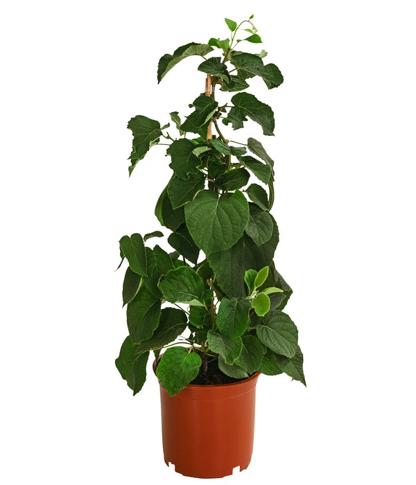 Kiwi 'Solo' 2 Kiwi 'Solo' – Bild 2