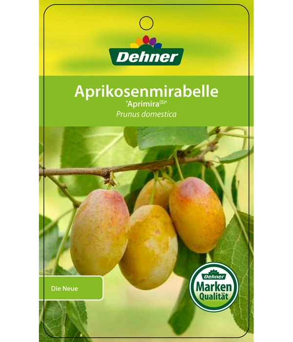 Dehner Aprikosenmirabelle 'Aprimira' 4 Dehner Aprikosenmirabelle 'Aprimira' – Bild 4