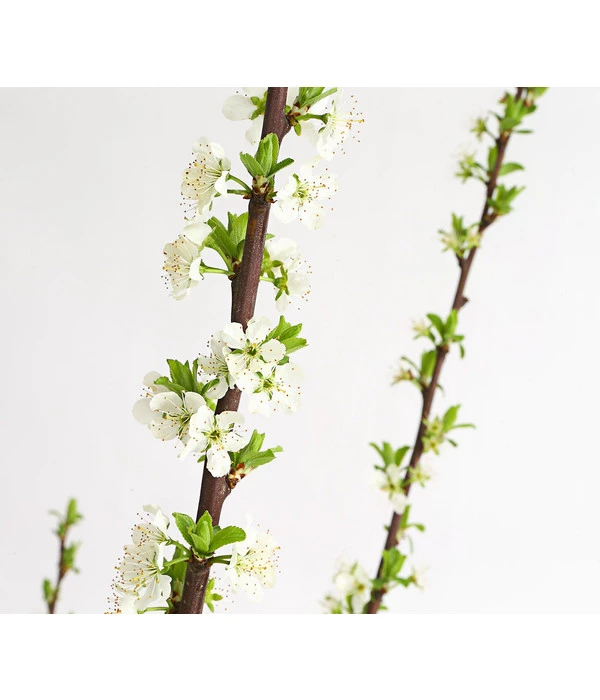 Dehner Aprikosenmirabelle 'Aprimira' 2 Dehner Aprikosenmirabelle 'Aprimira' – Bild 2