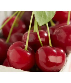 Sauerkirsche 'Achat'
