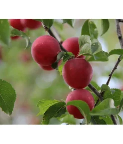 Aprikosen-Kirsche 'Aprikyra®'